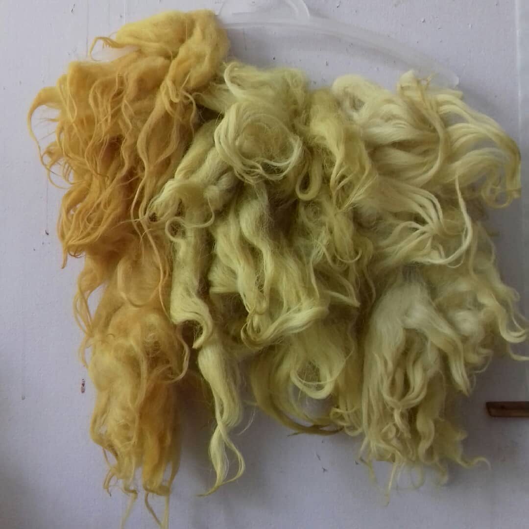 dyeing with dyers broom